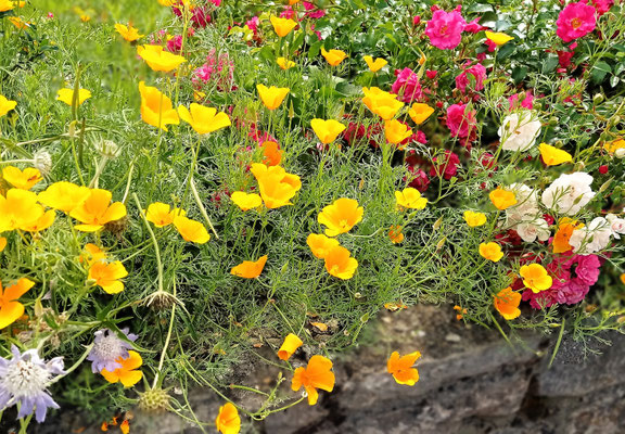 Gartenpflege Pflanzen Naturgarten Baumpflege Stauden Würzburg