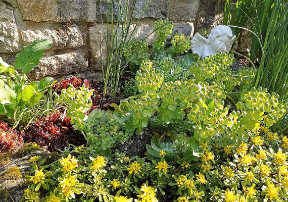 Gartenpflege Pflanzen Naturgarten Baumpflege Stauden Würzburg