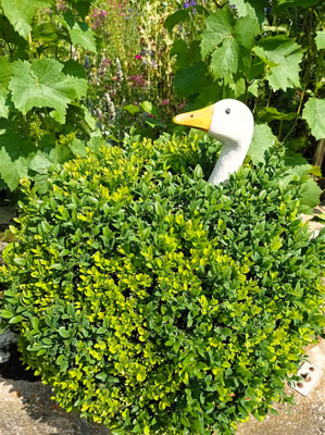 Gartenpflege Pflanzen Naturgarten Baumpflege Stauden Würzburg