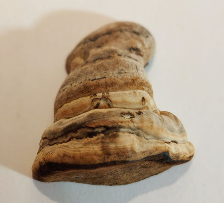 MagnetPilz