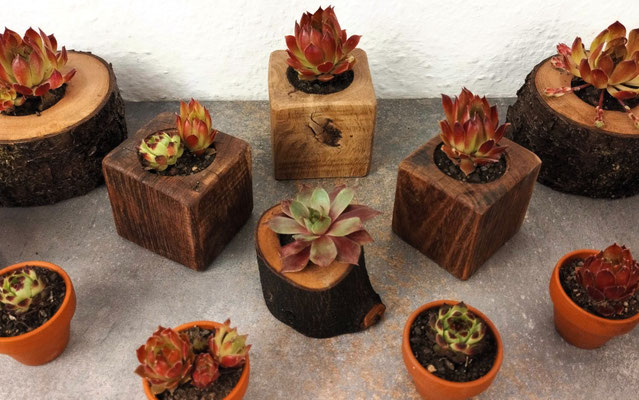 Hauswurz/Sempervivum