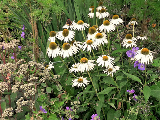 Gartenpflege Pflanzen Naturgarten Baumpflege Stauden Würzburg