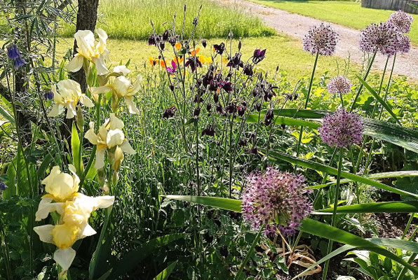 Gartenpflege Pflanzen Naturgarten Baumpflege Stauden Würzburg
