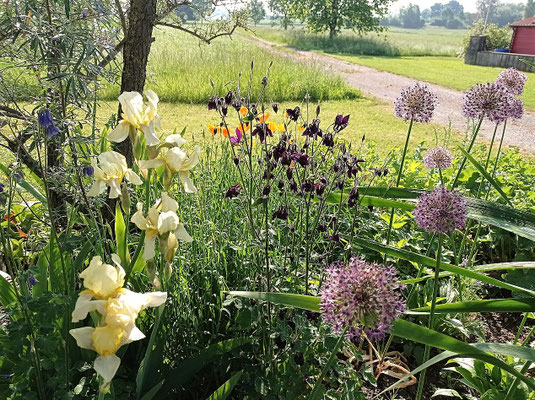 Gartenpflege Pflanzen Naturgarten Baumpflege Stauden Würzburg