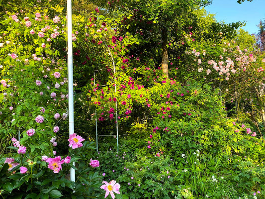 Gartenpflege Pflanzen Naturgarten Baumpflege Stauden Würzburg