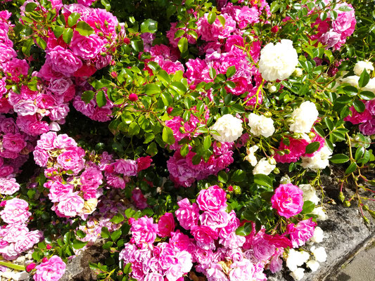 Gartenpflege Pflanzen Naturgarten Baumpflege Stauden Würzburg