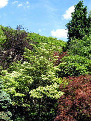 Gartenpflege Pflanzen Naturgarten Baumpflege Stauden Würzburg