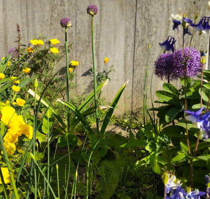 Gartenpflege Pflanzen Naturgarten Baumpflege Stauden Würzburg