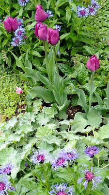 Gartenpflege Pflanzen Naturgarten Baumpflege Stauden Würzburg