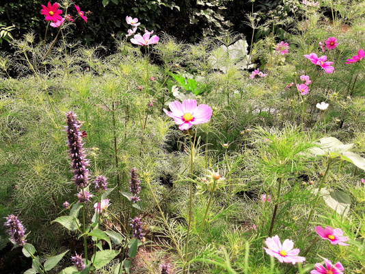 Gartenpflege Pflanzen Naturgarten Baumpflege Stauden Würzburg