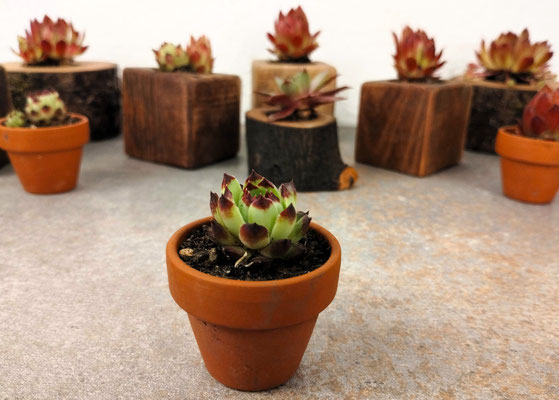 Hauswurz/Sempervivum