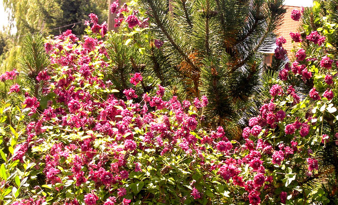 Gartenpflege Pflanzen Naturgarten Baumpflege Stauden Würzburg