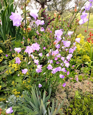 Gartenpflege Pflanzen Naturgarten Baumpflege Stauden Würzburg