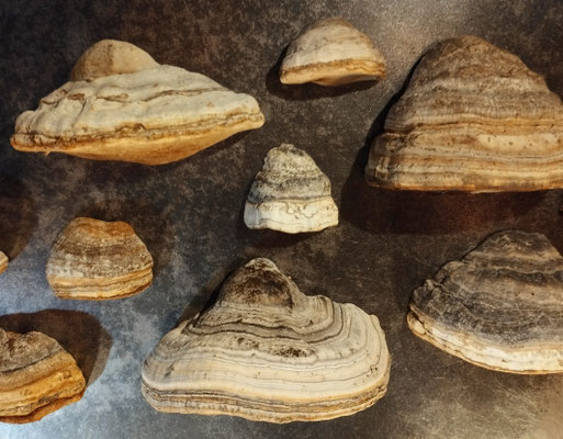 Magnetpilz Zunderschwamm
