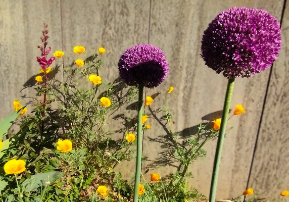 Gartenpflege Pflanzen Naturgarten Baumpflege Stauden Würzburg