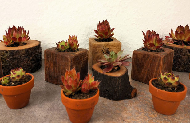 Hauswurz/Sempervivum