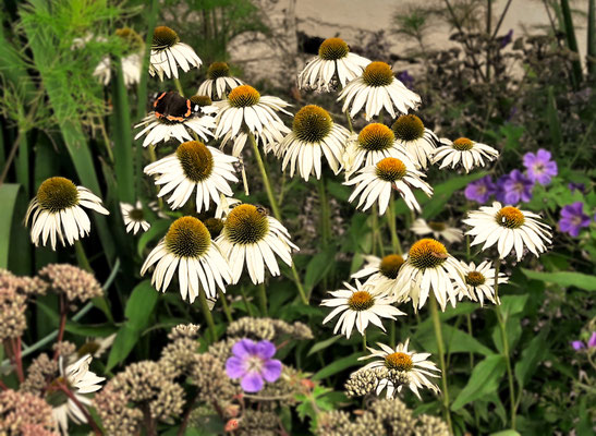 Gartenpflege Pflanzen Naturgarten Baumpflege Stauden Würzburg