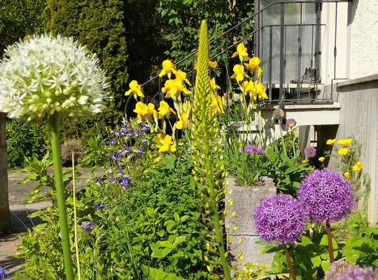 Gartenpflege Pflanzen Naturgarten Baumpflege Stauden Würzburg