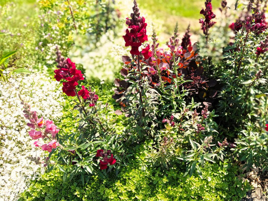 Gartenpflege Pflanzen Naturgarten Baumpflege Stauden Würzburg