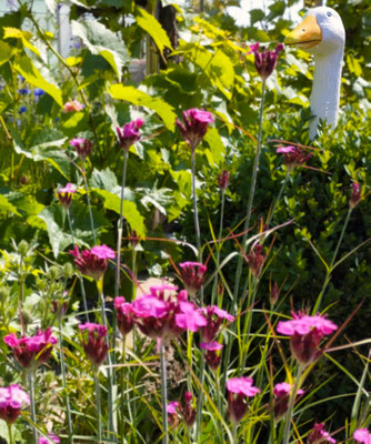 Gartenpflege Pflanzen Naturgarten Baumpflege Stauden Würzburg