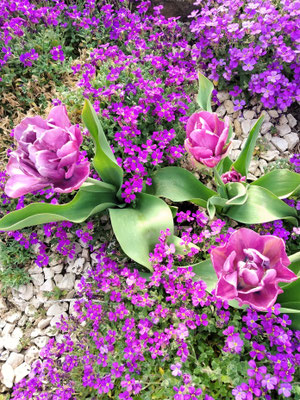 Gartenpflege Pflanzen Naturgarten Baumpflege Stauden Würzburg