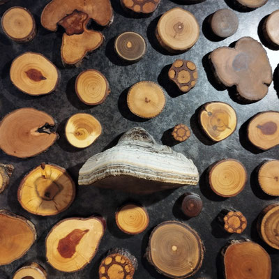 AstscheibenMagnete & Zunderschwamm Magnetpilz
