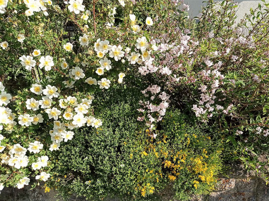 Gartenpflege Pflanzen Naturgarten Baumpflege Stauden Würzburg