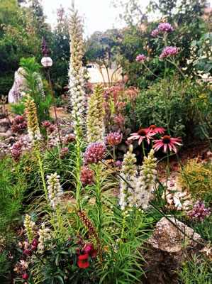 Gartenpflege Pflanzen Naturgarten Baumpflege Stauden Würzburg