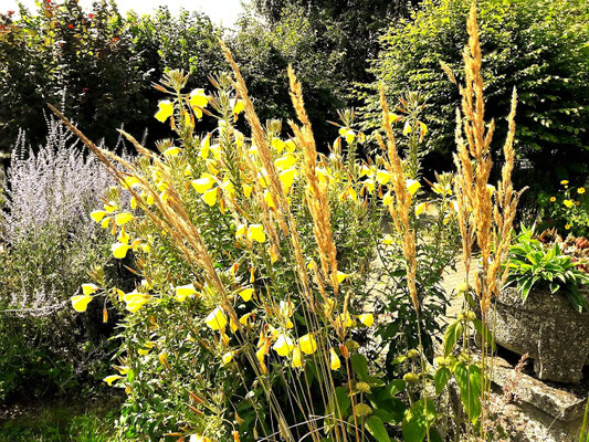 Gartenpflege Pflanzen Naturgarten Baumpflege Stauden Würzburg