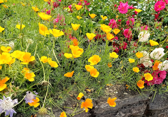Gartenpflege Pflanzen Naturgarten Baumpflege Stauden Würzburg