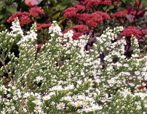 Gartenpflege Pflanzen Naturgarten Baumpflege Stauden Würzburg