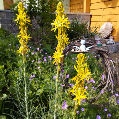 Gartenpflege Pflanzen Naturgarten Baumpflege Stauden Würzburg