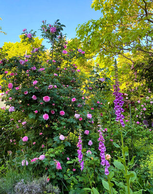 Gartenpflege Pflanzen Naturgarten Baumpflege Stauden Würzburg