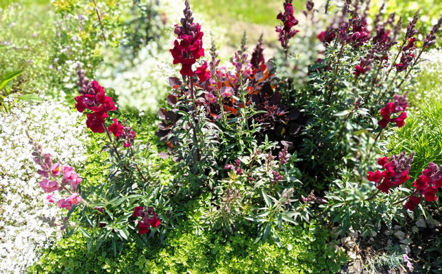 Gartenpflege Pflanzen Naturgarten Baumpflege Stauden Würzburg