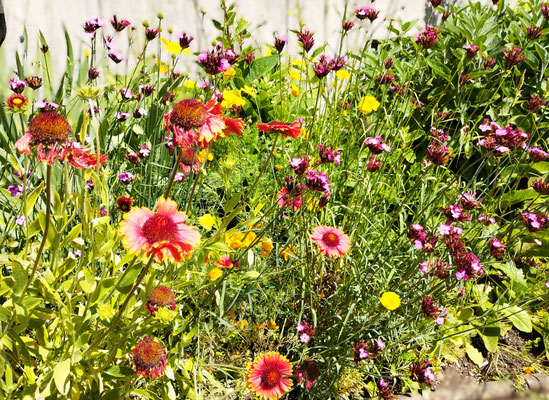Gartenpflege Pflanzen Naturgarten Baumpflege Stauden Würzburg