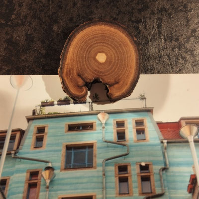 AstscheibenMagnet Essigbaum
