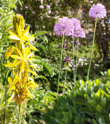 Gartenpflege Pflanzen Naturgarten Baumpflege Stauden Würzburg