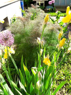 Gartenpflege Pflanzen Naturgarten Baumpflege Stauden Würzburg