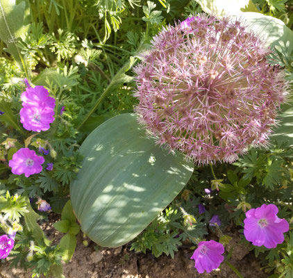 Gartenpflege Pflanzen Naturgarten Baumpflege Stauden Würzburg