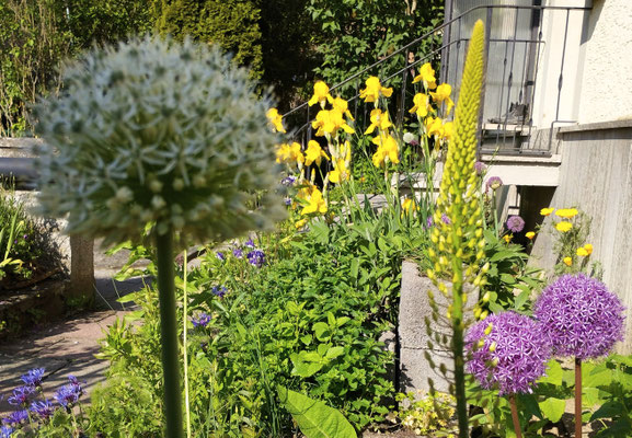 Gartenpflege Pflanzen Naturgarten Baumpflege Stauden Würzburg