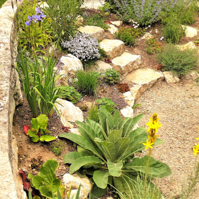 Gartenpflege Pflanzen Naturgarten Baumpflege Stauden Würzburg