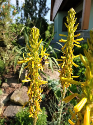 Gartenpflege Pflanzen Naturgarten Baumpflege Stauden Würzburg