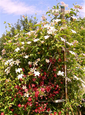 Gartenpflege Pflanzen Naturgarten Baumpflege Stauden Würzburg