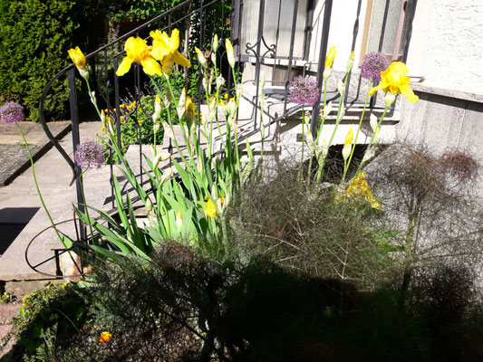 Gartenpflege Pflanzen Naturgarten Baumpflege Stauden Würzburg