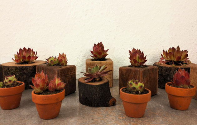 Upcycling Pflanzgefäß Astscheibe