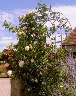 Gartenpflege Pflanzen Naturgarten Baumpflege Stauden Würzburg