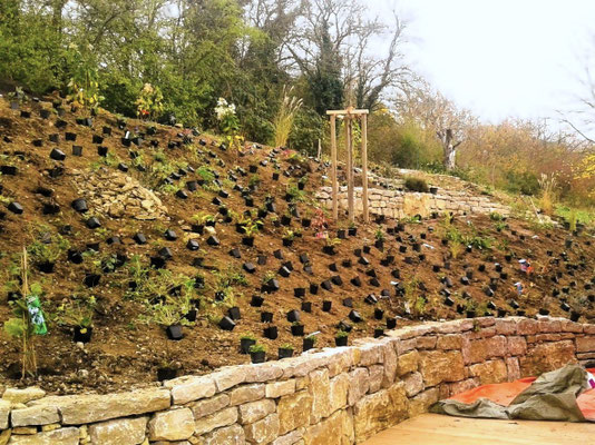 Gartenpflege Pflanzen Naturgarten Baumpflege Stauden Würzburg