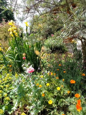 Gartenpflege Pflanzen Naturgarten Baumpflege Stauden Würzburg