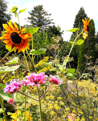 Gartenpflege Pflanzen Naturgarten Baumpflege Stauden Würzburg