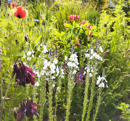 Gartenpflege Pflanzen Naturgarten Baumpflege Stauden Würzburg